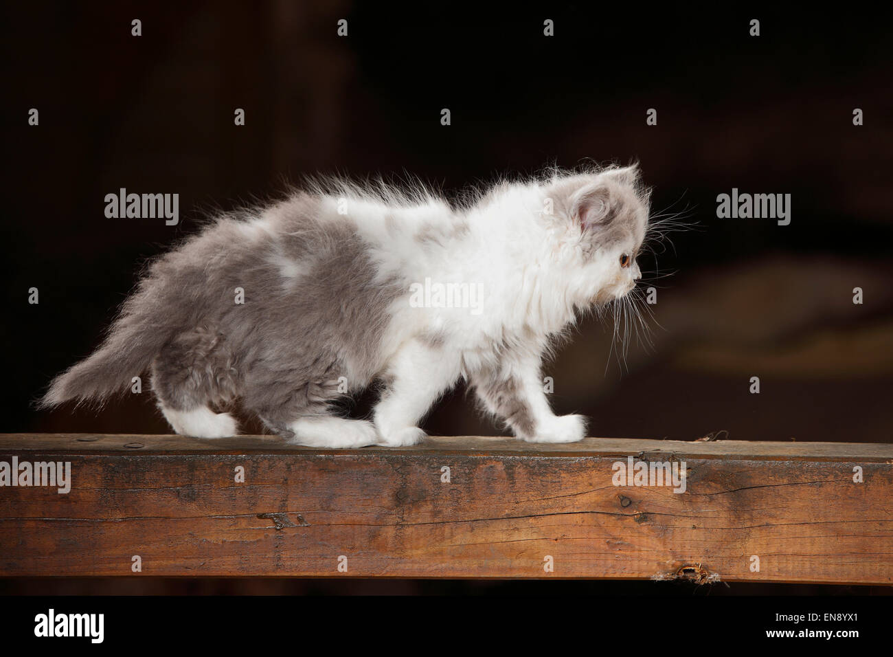 British Longhair Cat, kitten, blue-white, 8 weeks|Britisch Langhaar, Kaetzchen, blue-white, 8 Wochen Stock Photo