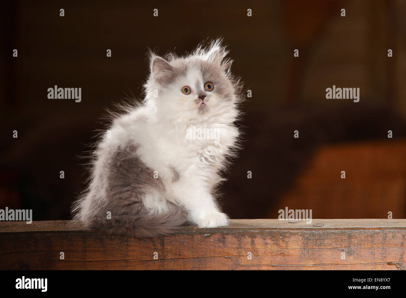 British Longhair Cat, kitten, blue-white, 8 weeks|Britisch Langhaar, Kaetzchen, blue-white, 8 Wochen Stock Photo
