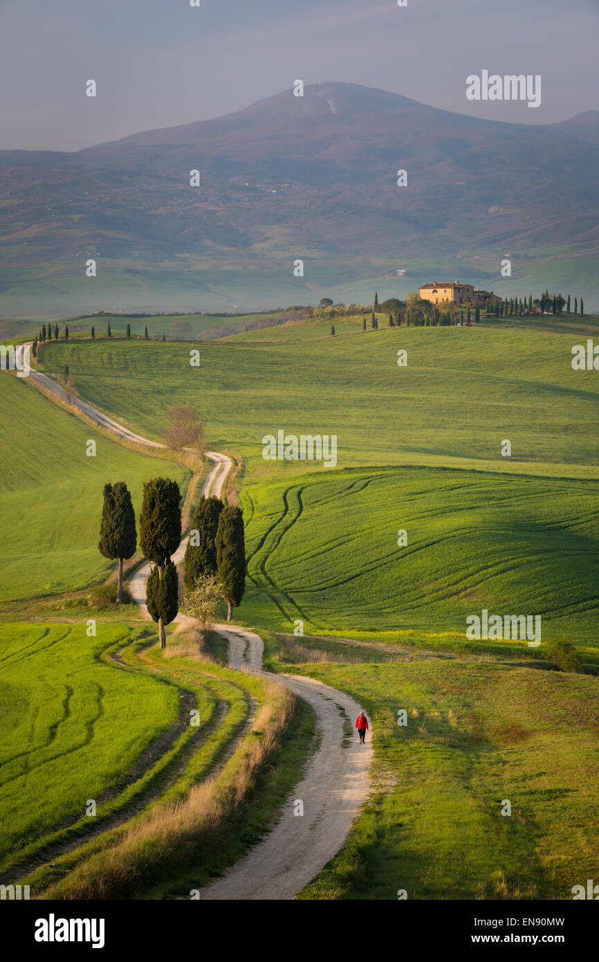 Cypress trees and winding road to villa near Pienza, Tuscany, Italy Stock Photo