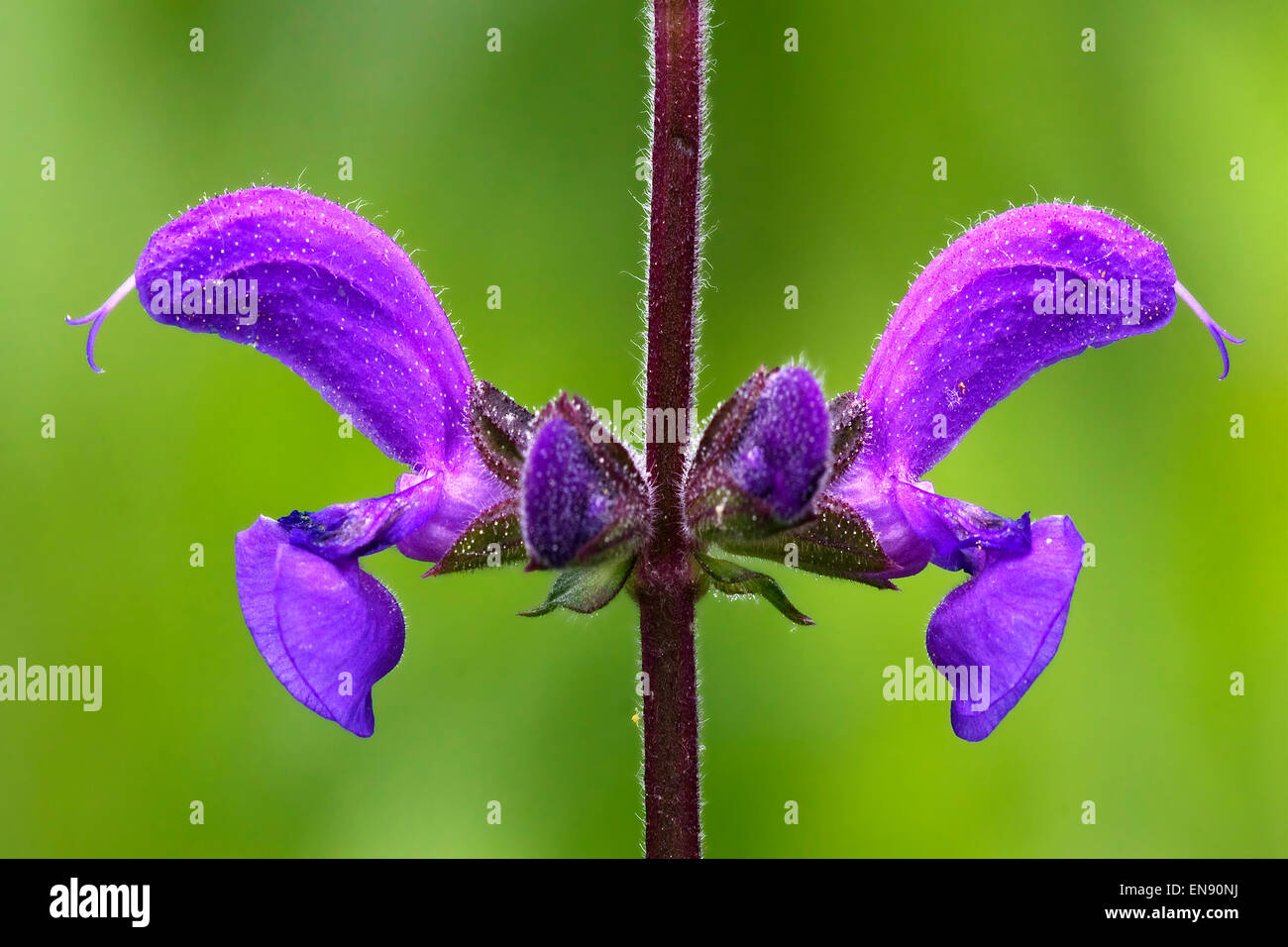 colse up of a violet  glechoma hederacea hirsuta labiate Stock Photo