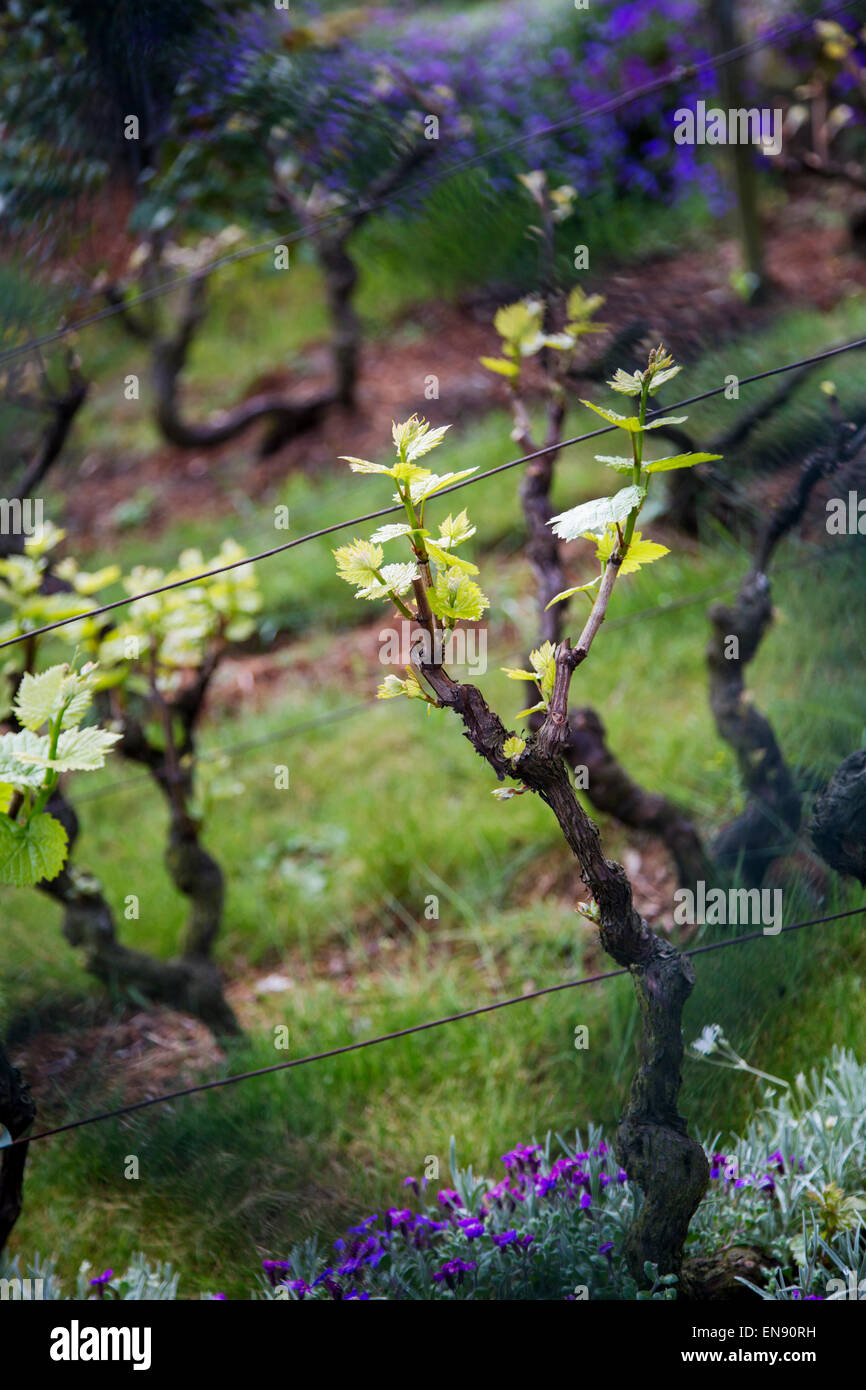Signs of spring at the Clos Montmartre Vineyard, Paris, France Stock Photo