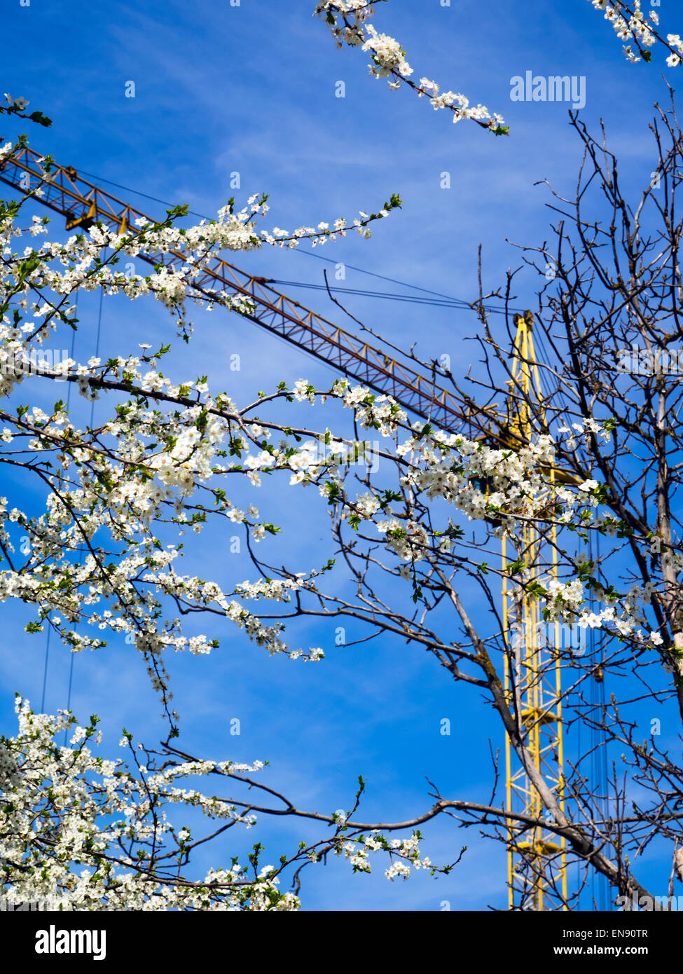 Flowering and dry tree on a background of the crane and blue sky Stock Photo