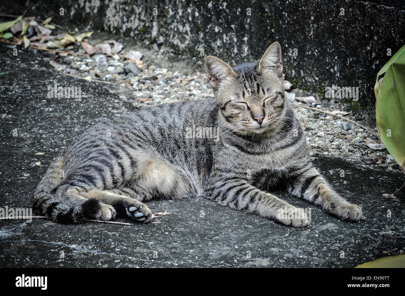 Domestic cat lying in a garden with dark light Stock Photo - Al…