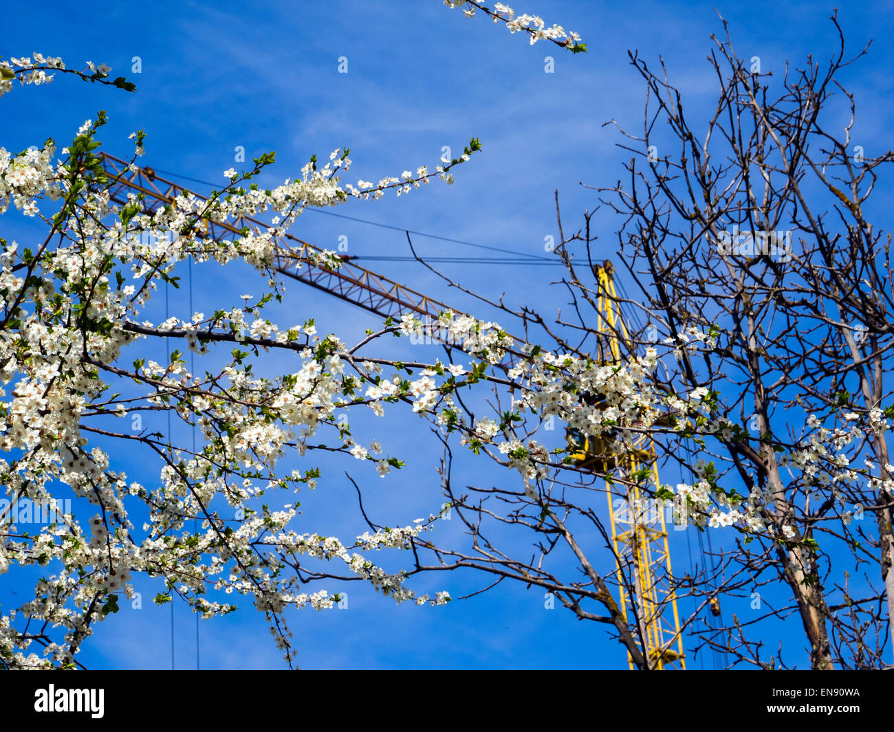 Flowering and dry tree on a background of the crane and blue sky Stock Photo