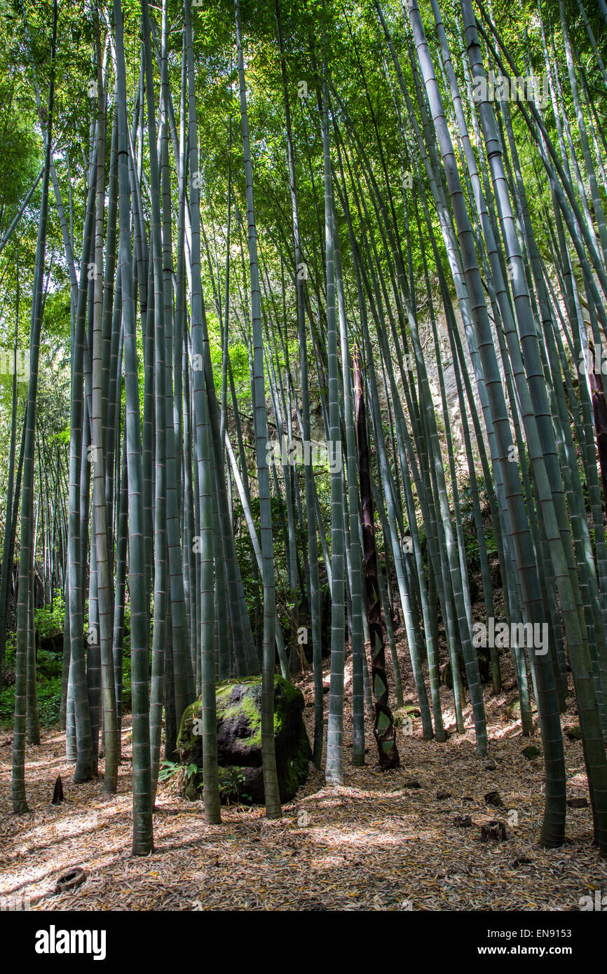 Hokokuji Bamboo Garden, sometimes call "Bamboo Temple" or "Bamboo