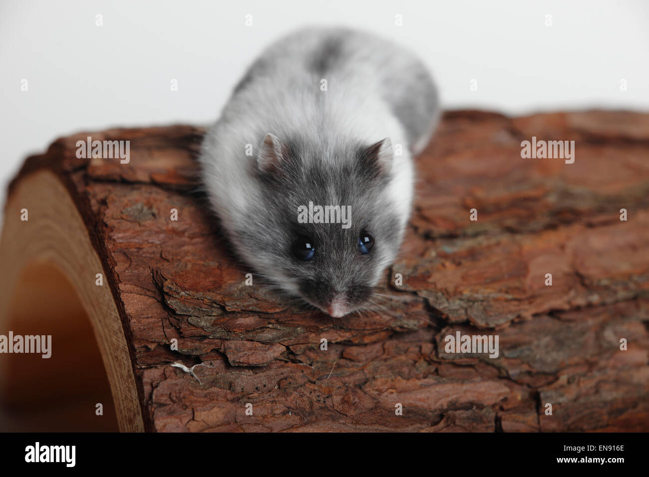 Russian Dwarf Hamster / (Phodopus sungorus)|Dsungarischer Zwerghamster / (Phodopus sungorus) Stock Photo