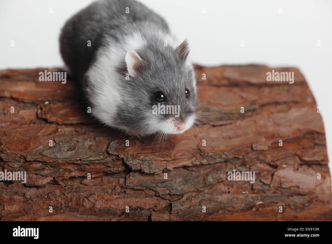 Russian Dwarf Hamster / (Phodopus sungorus)|Dsungarischer Zwerghamster / (Phodopus sungorus) Stock Photo