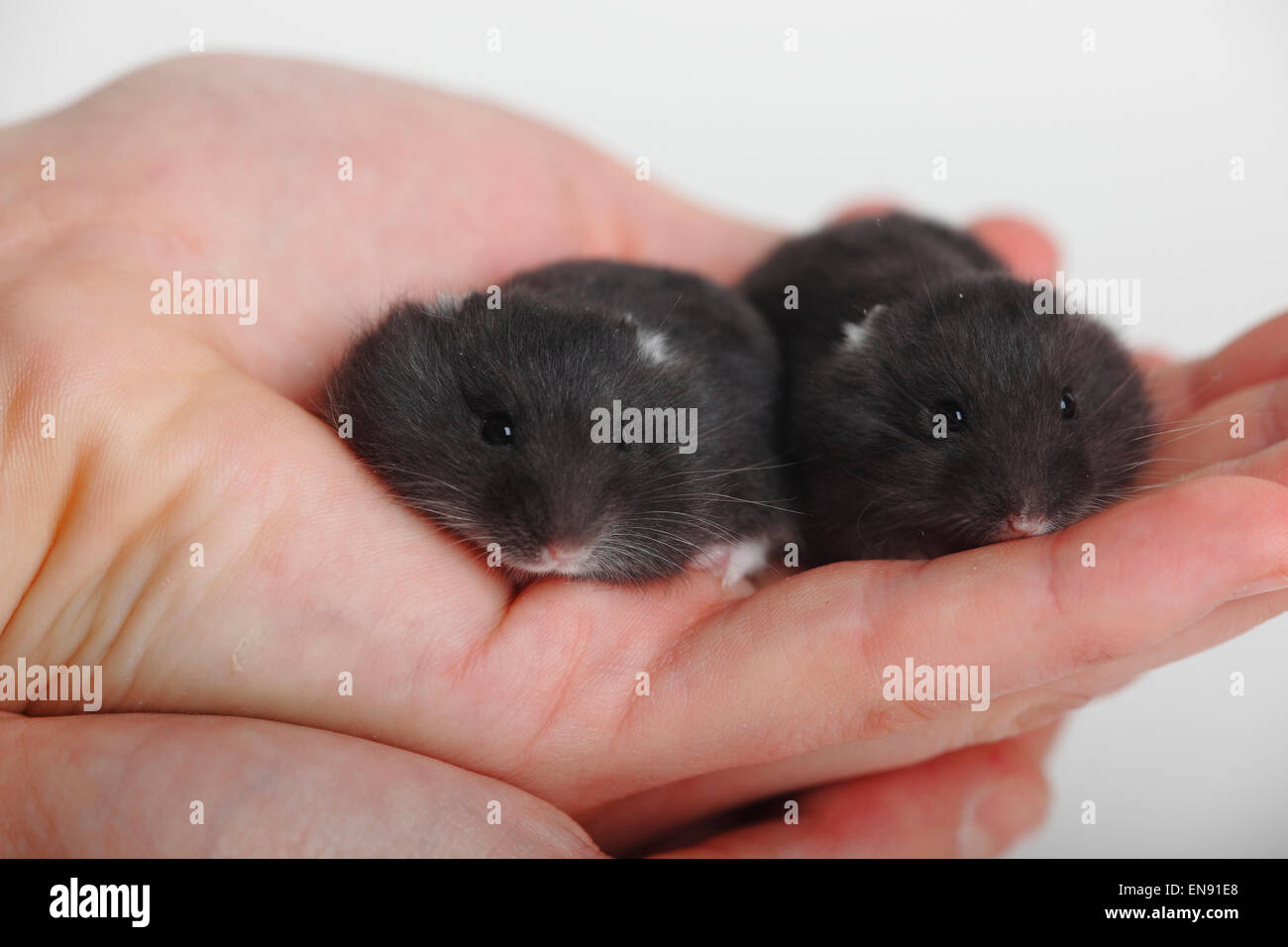 Russian Dwarf Hamster, youngs / (Phodopus sungorus)|Dsungarischer Zwerghamster, Jungtiere / (Phodopus sungorus) Stock Photo
