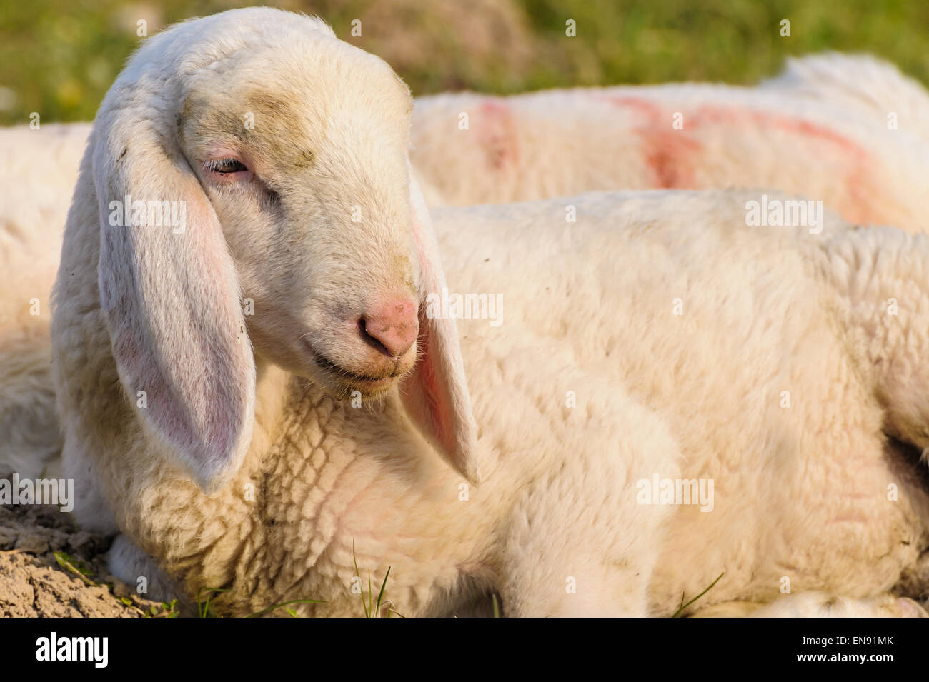 portrait of lamb that is lying in the meadow Stock Photo - Alamy
