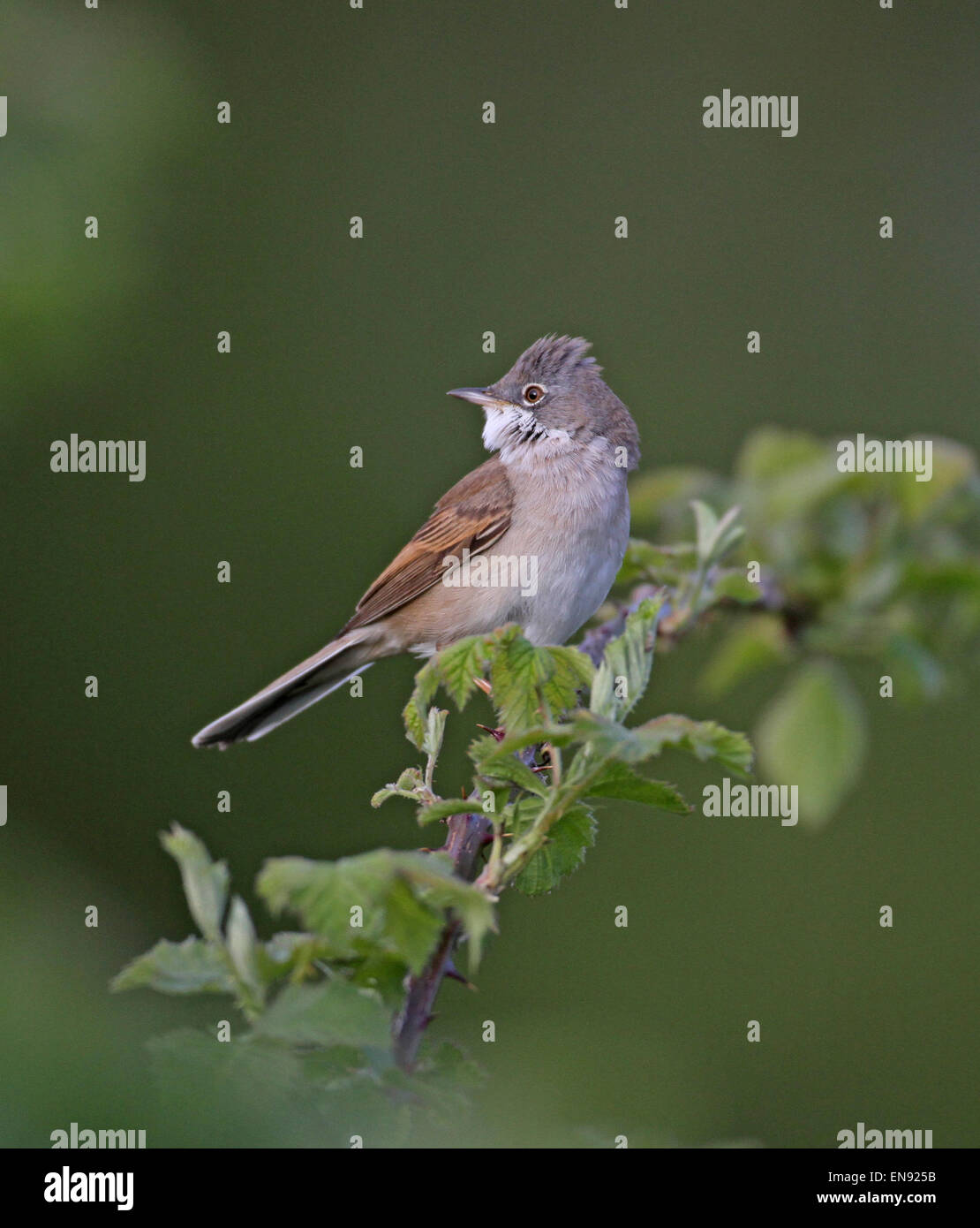 whitethroat singing ,summer visitor , warbler, wild bird , Stock Photo