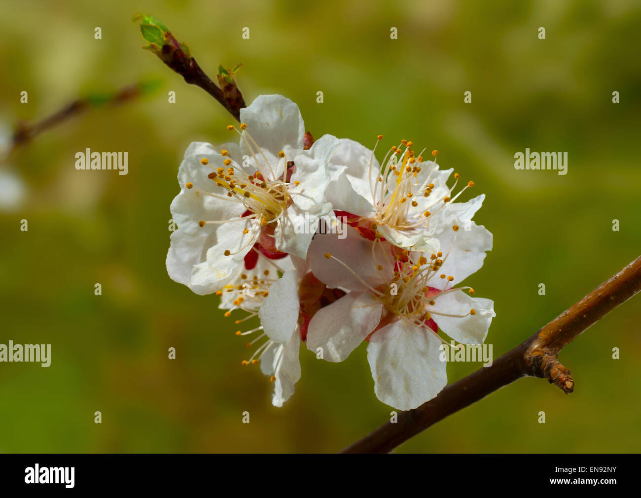 A branch of apricot flowers(Prunus armeniaca). Stock Photo