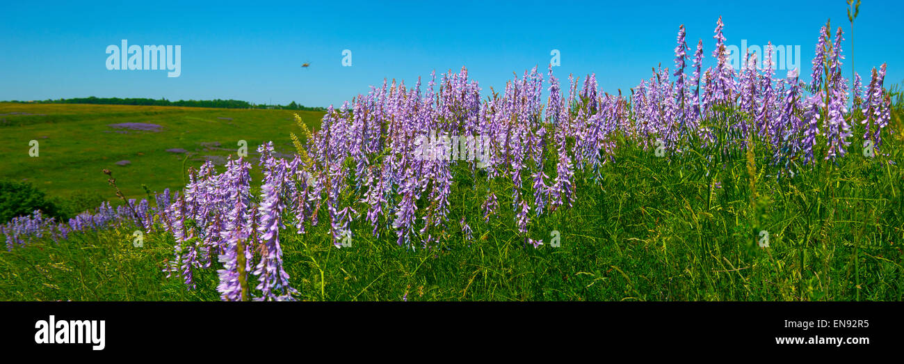 Skyline-panorama hills with thickets of flowers(Gflega officinalis L.) Stock Photo