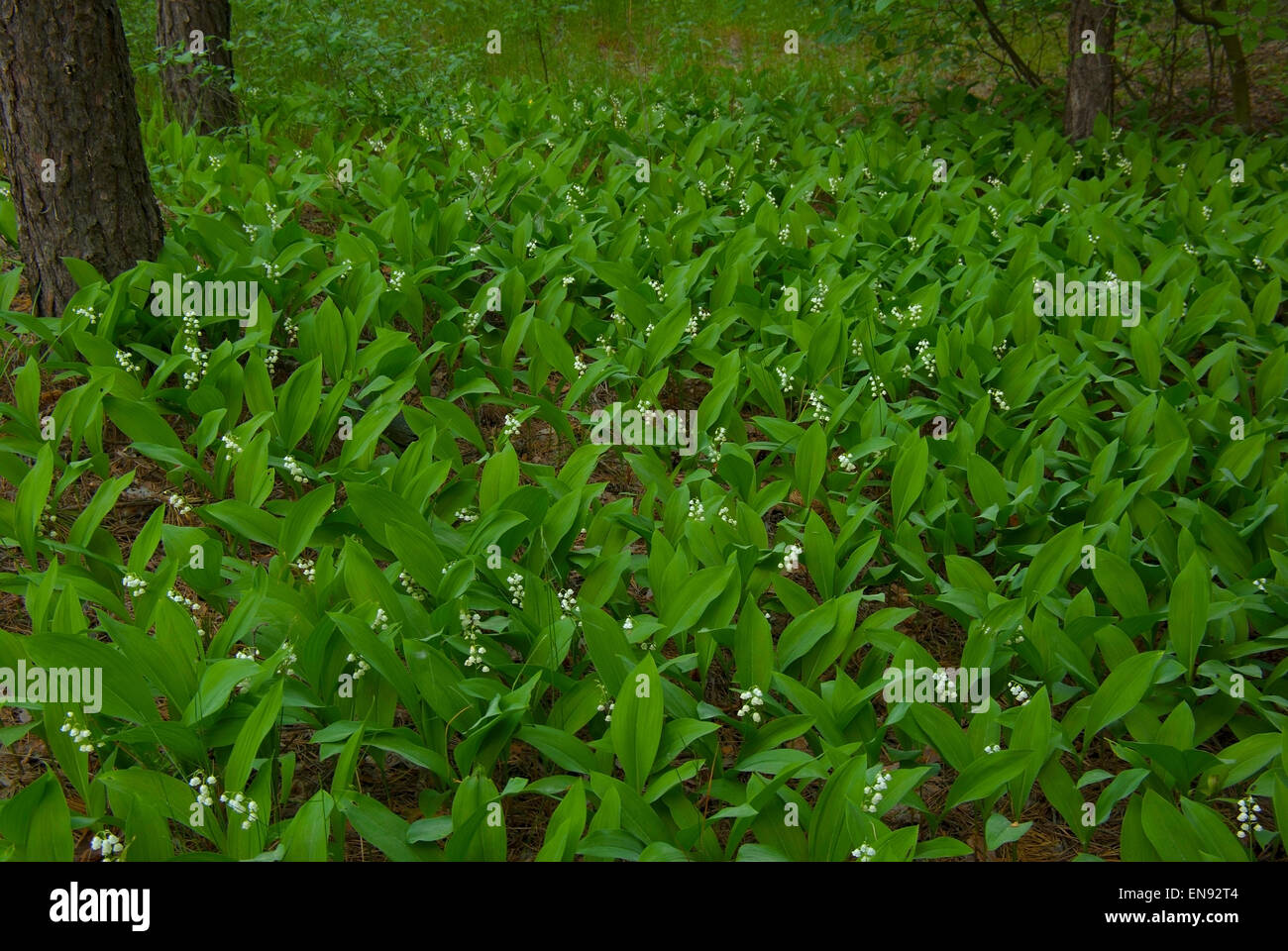 Thickets of flowers, Lily-of-the-valley (Convallaria) in the forest.Background. Stock Photo