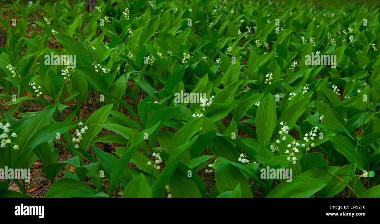 Thickets of flowers, Lily-of-the-valley (Convallaria) in the forest.Background. Stock Photo