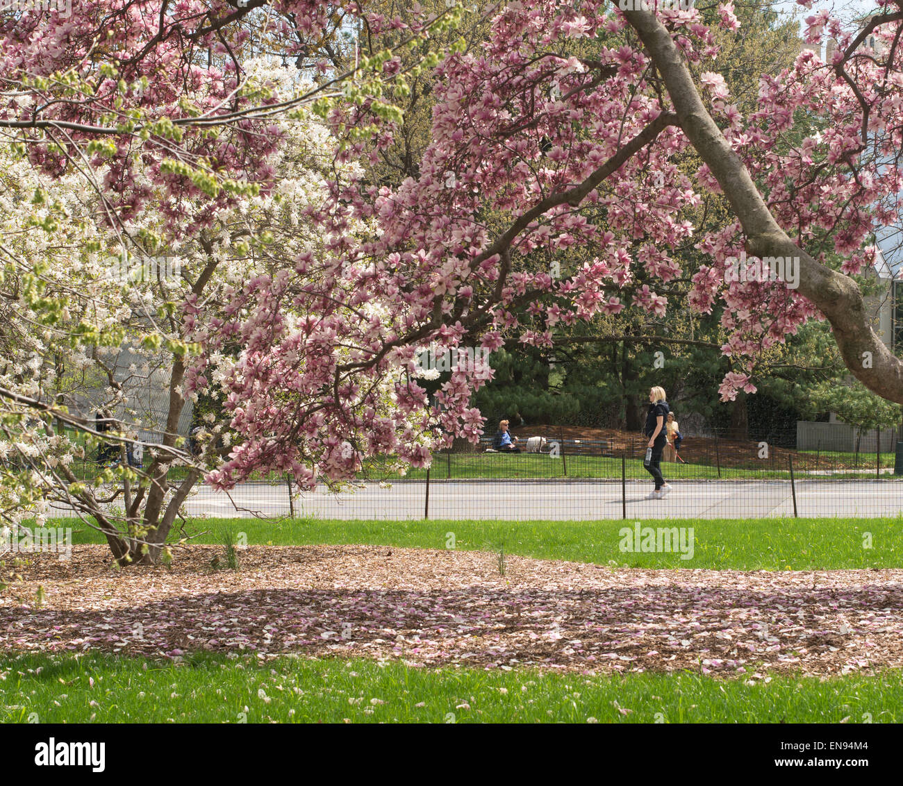 Young woman walking beneath spring flowering magnolia trees in Central Park, NYC, USA Stock Photo