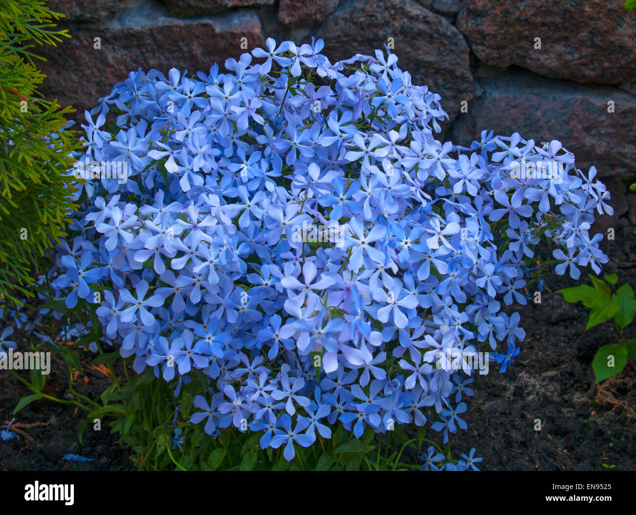 Blue flowers Mattioli (Matthiola) Stock Photo