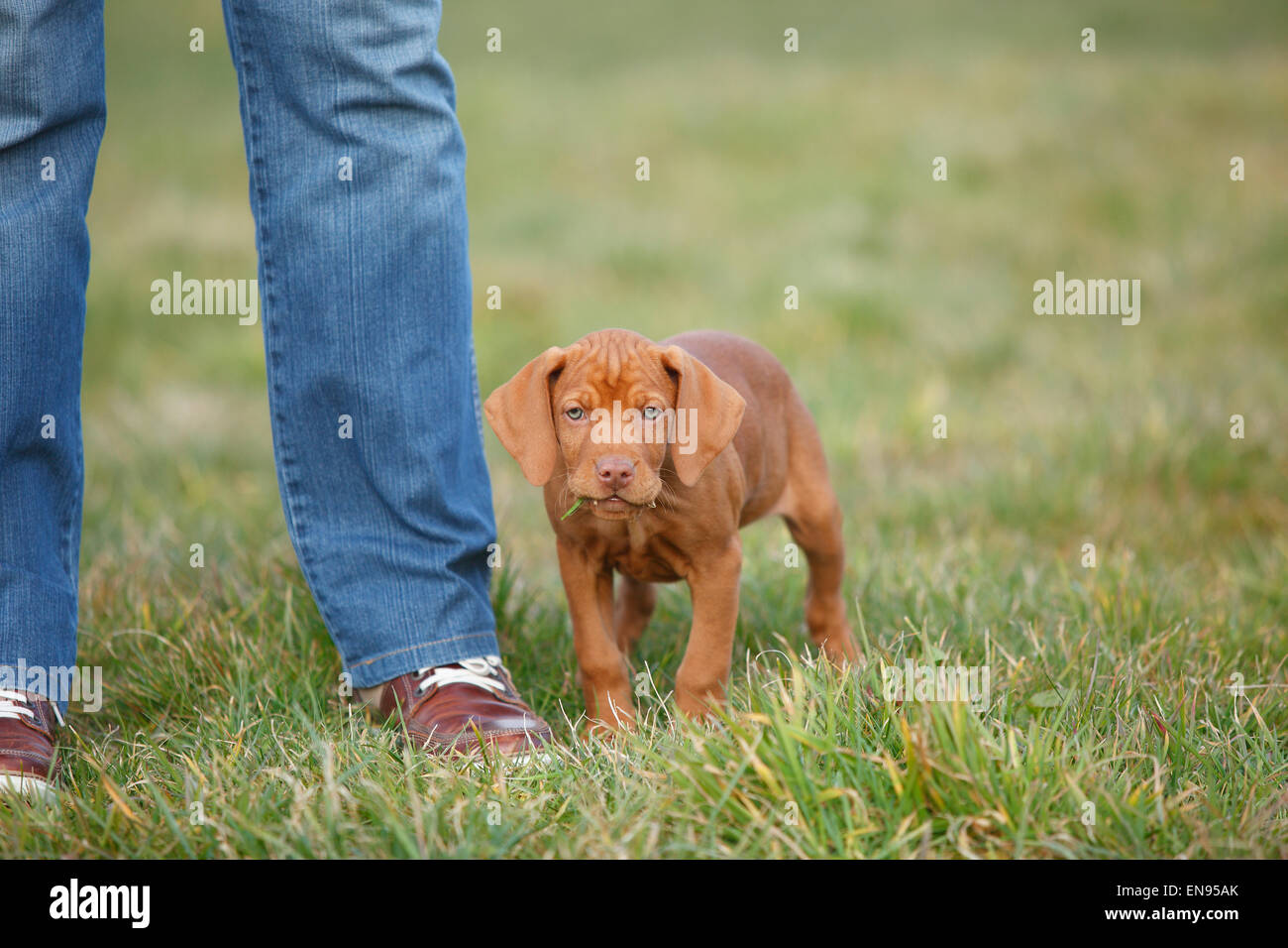 Hungarian Short-Haired Pointing Dog, puppy, 9 weeks|Kurzhaariger Ungarischer Vorstehhund, Welpe, 9 Wochen Stock Photo