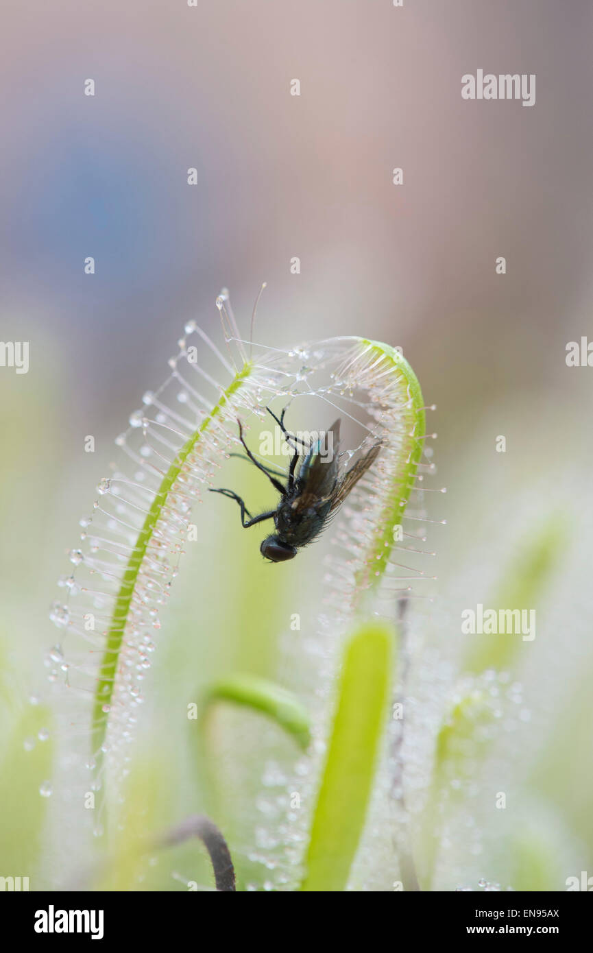 Drosera Capensis Albino. Fly trapped in Cape sundew sticky tentacles on leaves Stock Photo