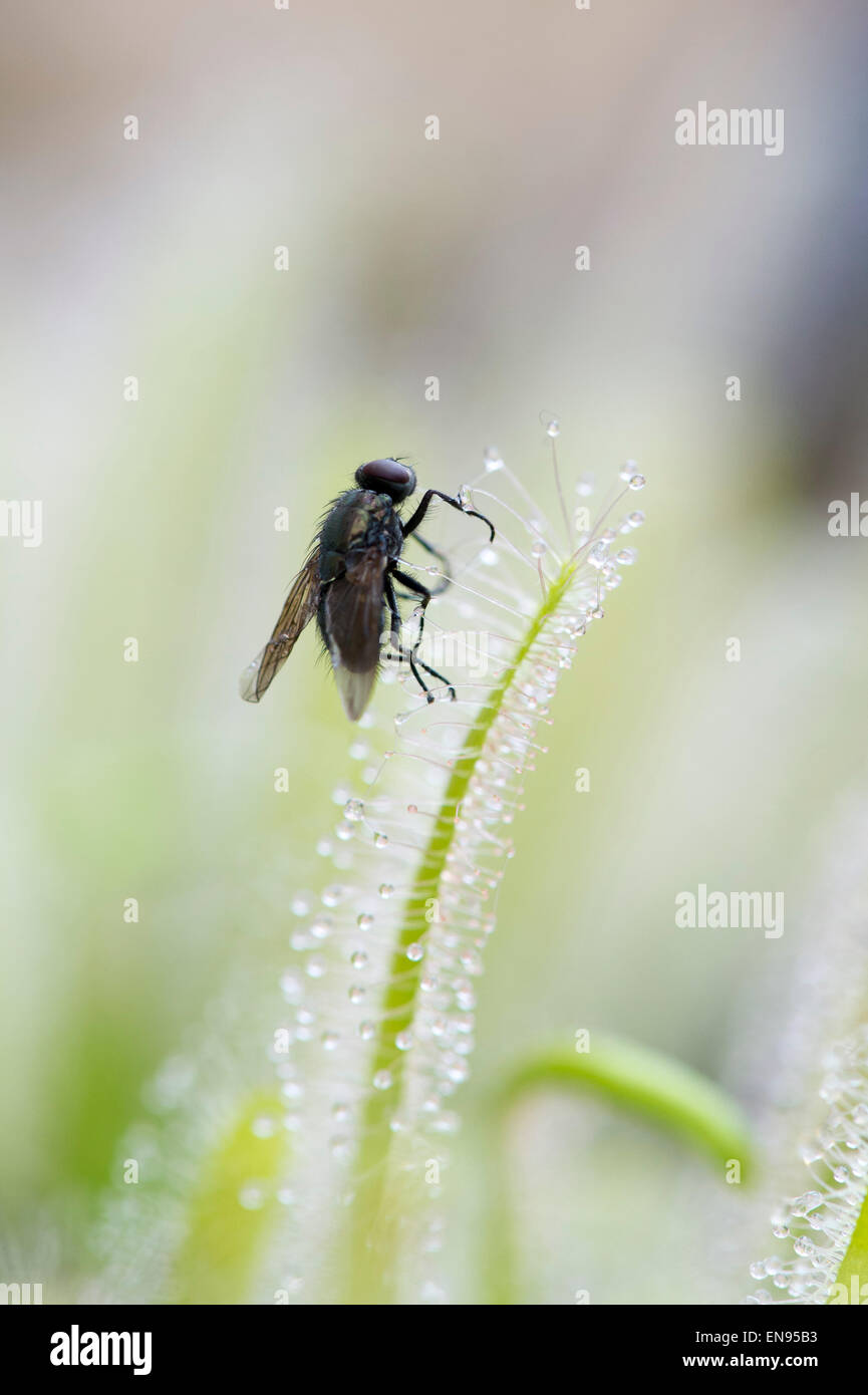 Drosera Capensis Albino. Fly trapped in Cape sundew sticky tentacles on leaves Stock Photo