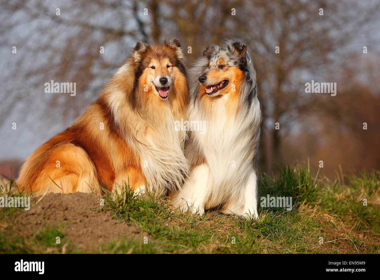 Rough Collie, male dogs, blue-merle and sable-white|Schottische Schaeferhunde, Rueden, blue-merle und sable-white Stock Photo
