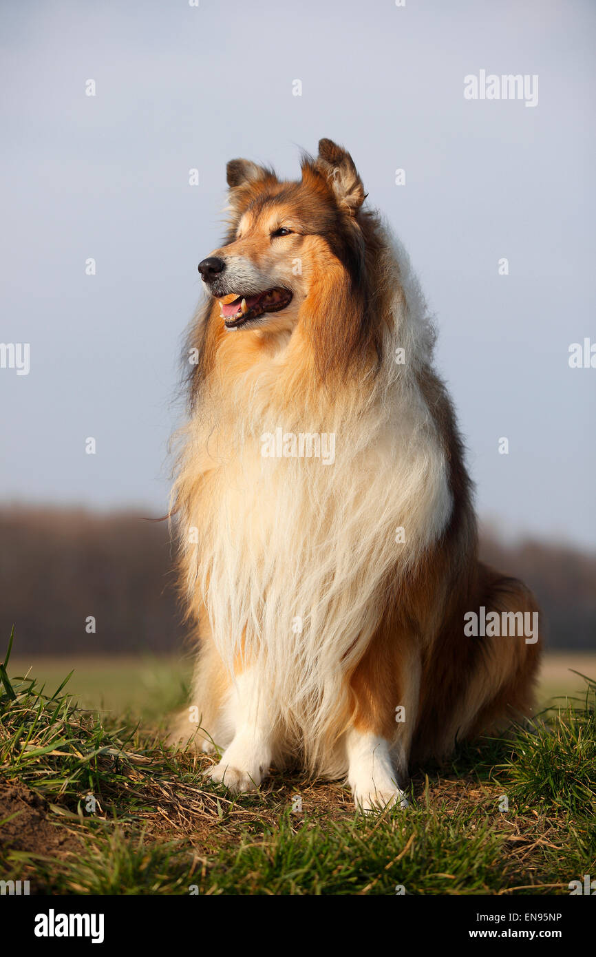 Rough Collie, male dog, sable-white, 8 years old|Schottischer Schaeferhund, Ruede, sable-white, 8 Jahre alt, alter Hund Stock Photo