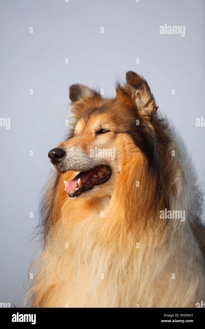 Rough Collie, male dog, sable-white, 8 years old|Schottischer Schaeferhund, Ruede, sable-white, 8 Jahre alt, alter Hund Stock Photo