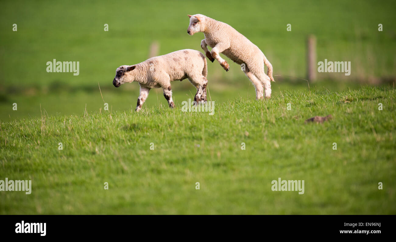 Behlendorf, Germany. 29th Apr, 2015. Two lambs play in a green meadow in Behlendorf, Germany, 29 April 2015. Photo: DANIEL REINHARDT/dpa/Alamy Live News Stock Photo