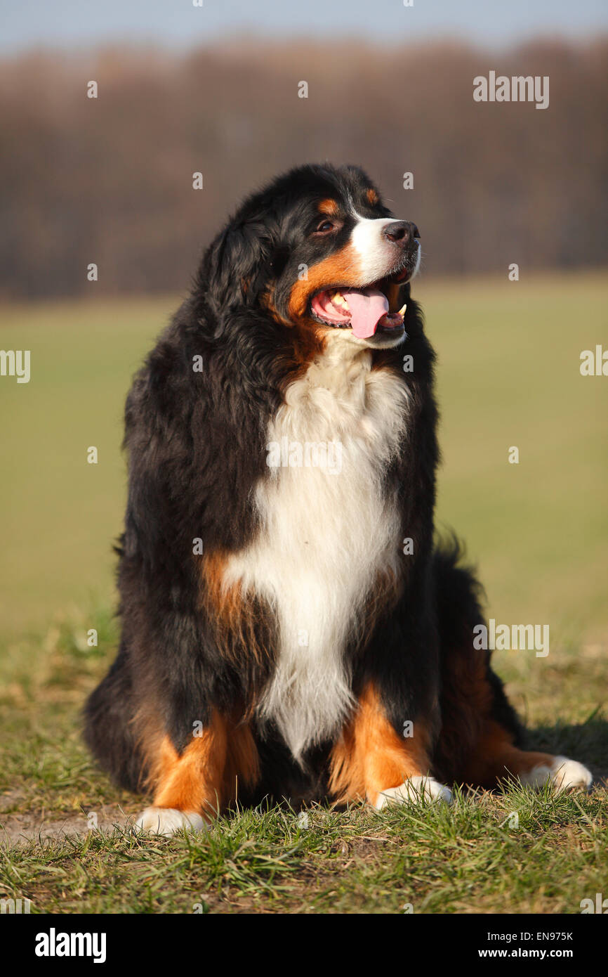 Bernese Moutain Dog, male dog, 9 years old|Berner Sennenhund, Ruede, 9  Jahre alt, alter Hund Stock Photo - Alamy