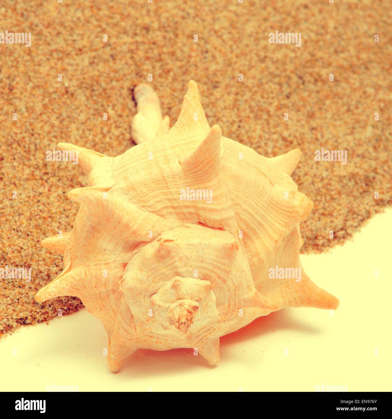 closeup of a seashell on the sand with a retro effect Stock Photo
