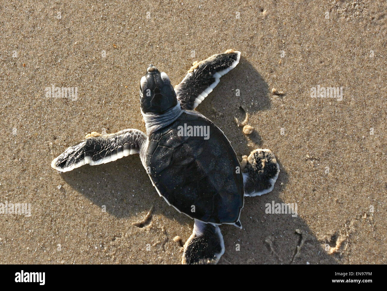 A Kemp s Ridley Sea Turtle Hatchling Heads To The Gulf Of Mexico On A Kemp s Ridley Sea Turtle Hatchling Heads To The Gulf Of Mexico On