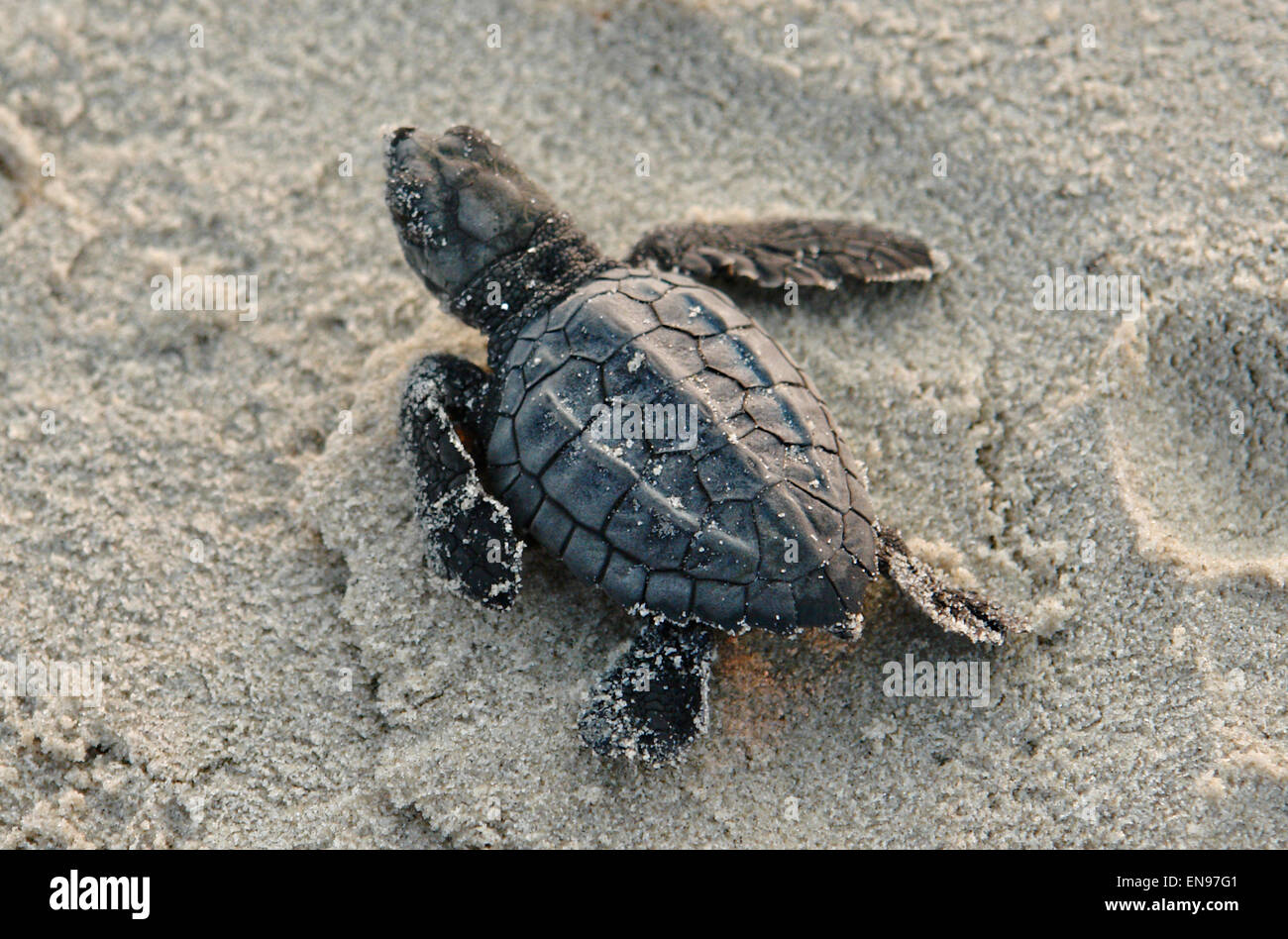 Kemp's ridley turtle eggs hi-res stock photography and images - Alamy