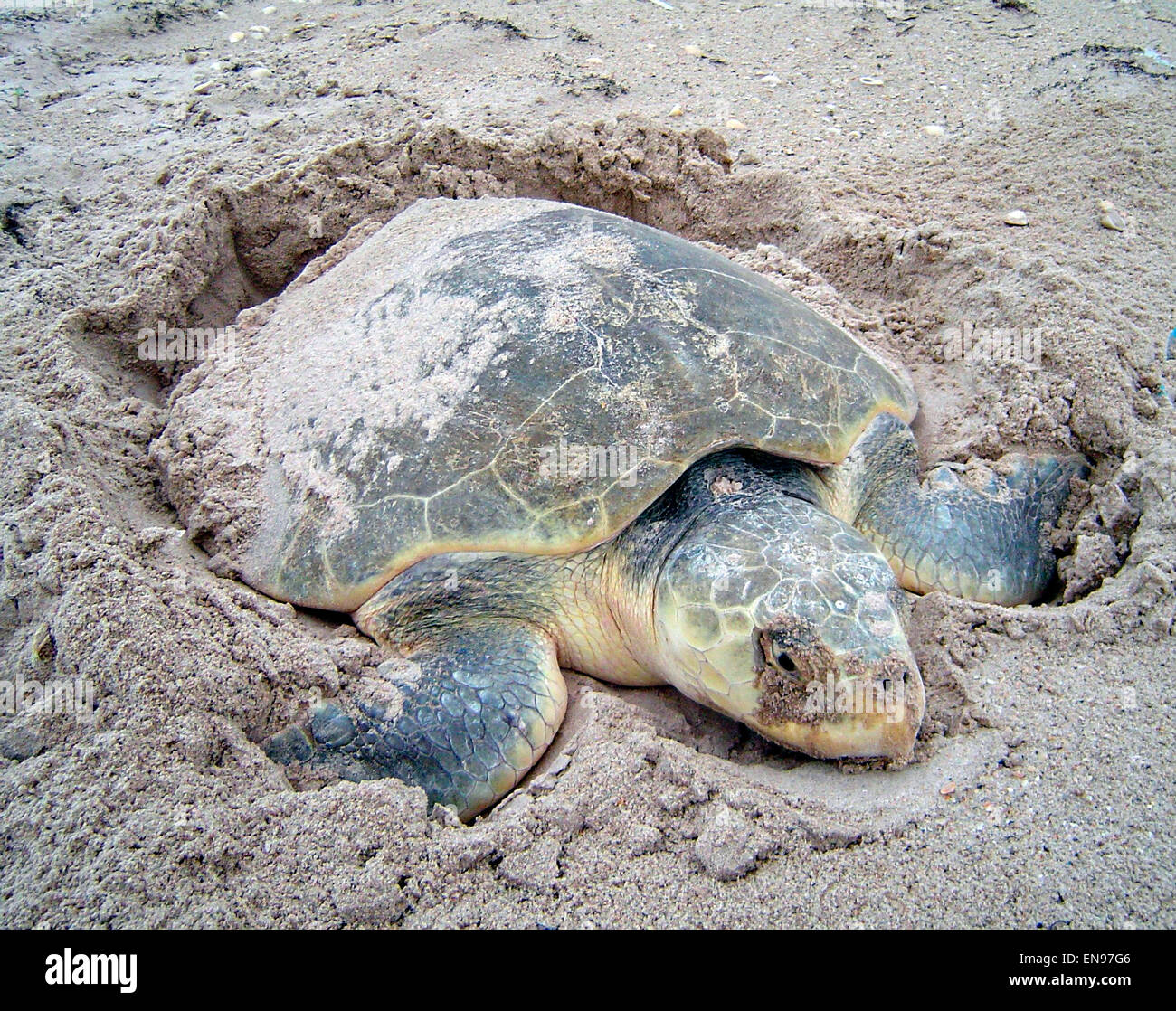 Padre island national seashore turtle hi-res stock photography and ...