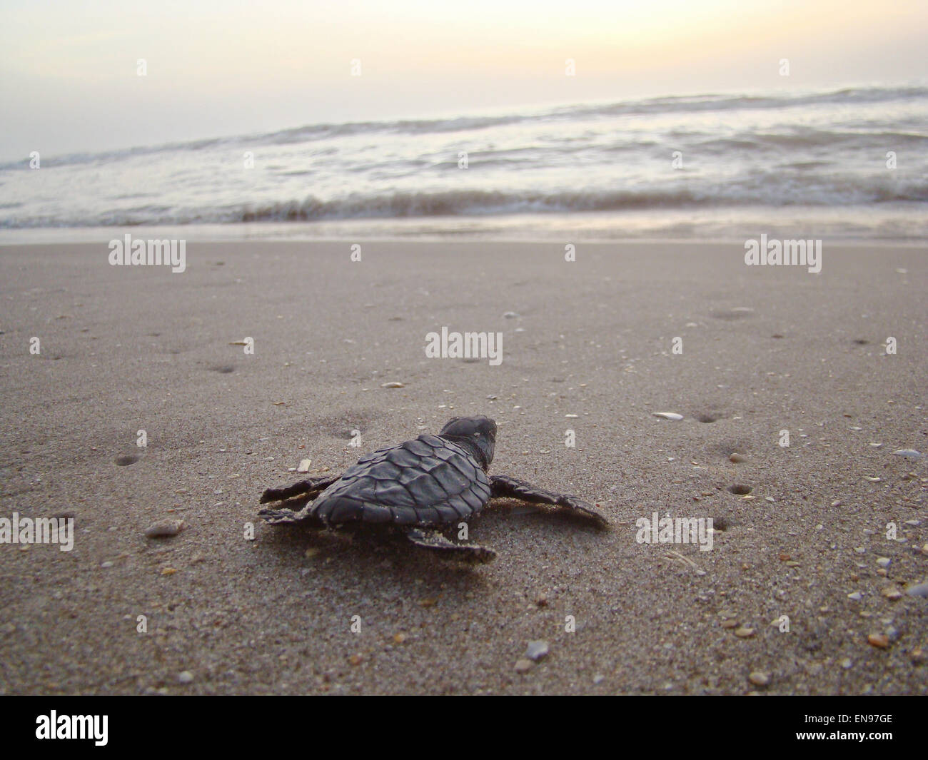 A Kemps Ridley Sea Turtle Hatchling Heads To The Gulf Of Mexico On