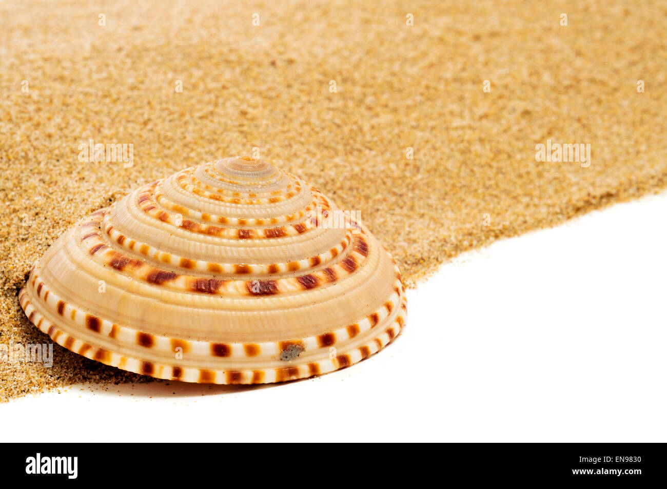 closeup of a spired conch shell on the sand, on a white background with a blank space to write your text Stock Photo