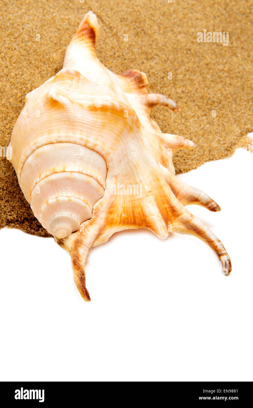 closeup of a giant spider conch shell on the sand, on a white background with a blank space to write your text Stock Photo