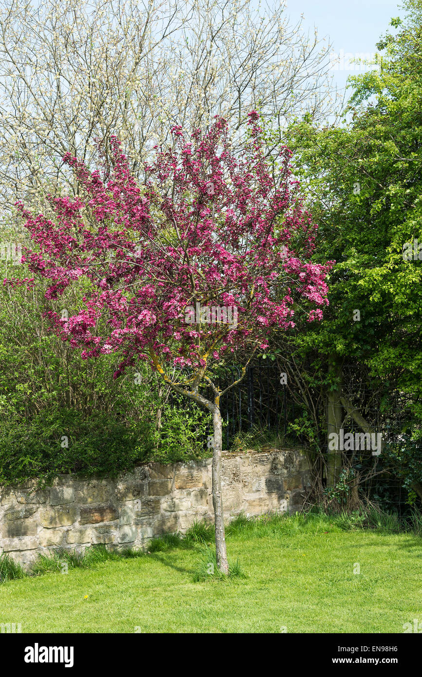Crab Apple Tree Malus Royalty with Crimson-Purple Blossom in Bloom in Dearne Valley near Barnsley South Yorkshire England United Stock Photo