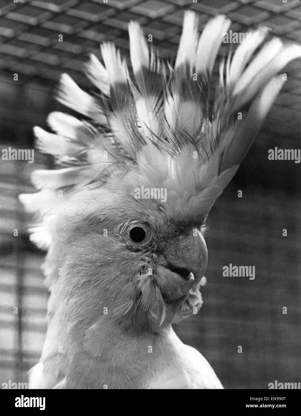 One of the two of the the most valuable pair of Cockatoo's worth £3000