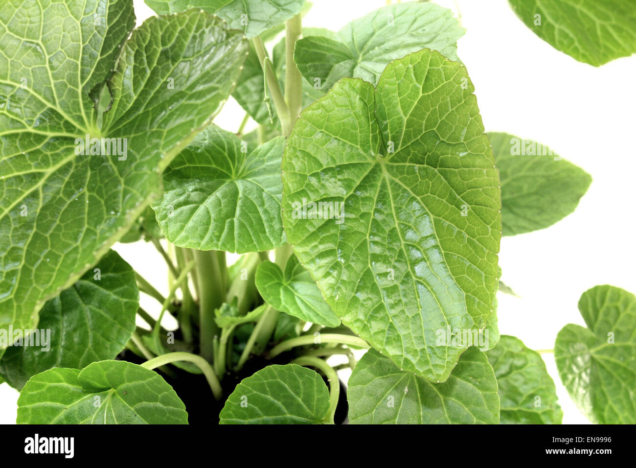 fresh green wasabi leaves on a bright background Stock Photo