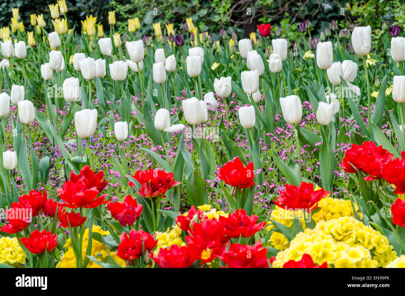 Flowers in St James's Park, London, UK Stock Photo - Alamy