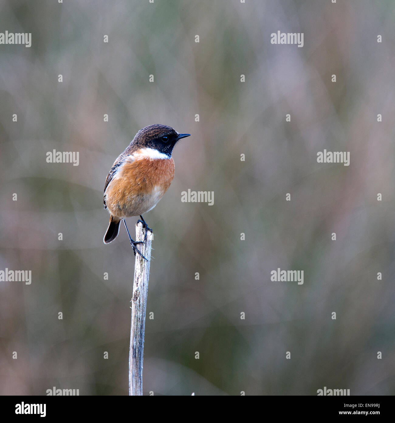 Stonechat, male perched at Marazion Marsh RSPB Reserve, Cornwall ...