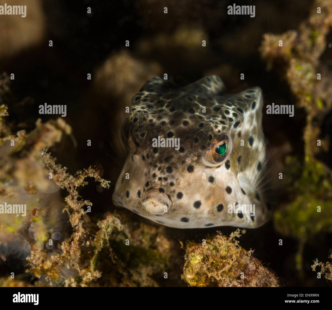 Boxfish on a coral Stock Photo