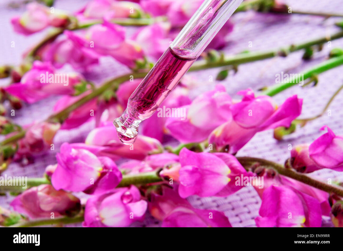 a dropper with flower essence and some pink broom flowers on a purple background Stock Photo