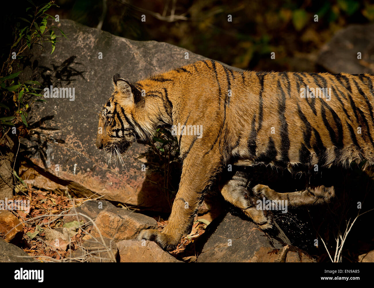 File:Royal bengal tiger play.jpg - Wikimedia Commons