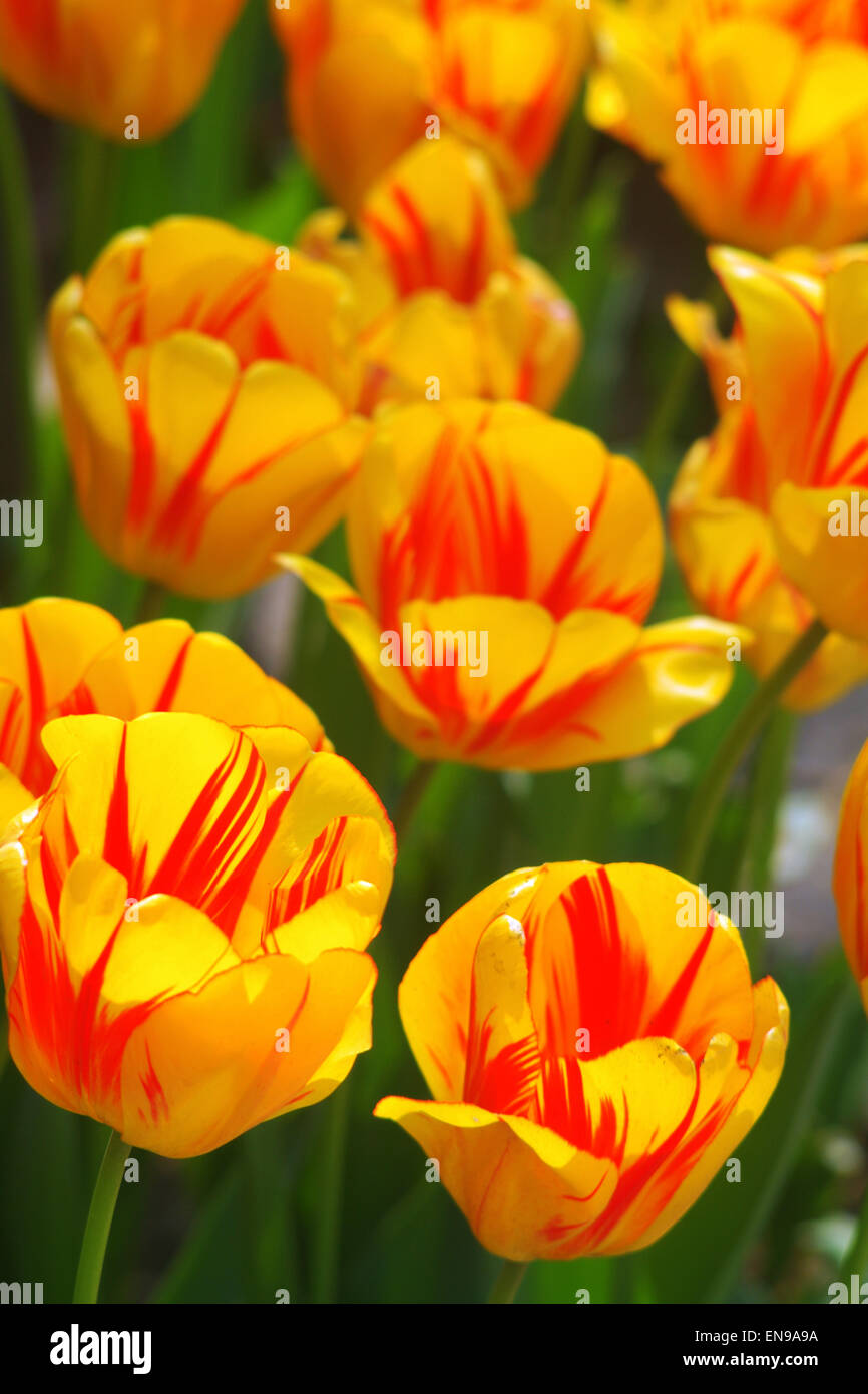Yellow and red tulips hi-res stock photography and images - Alamy