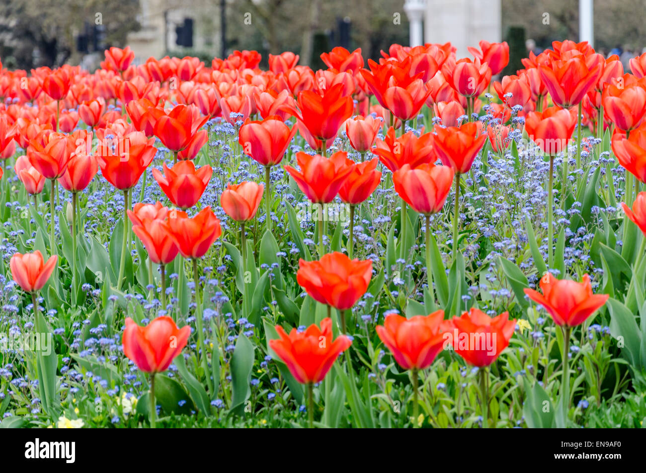 Red tulips in St James's Park, London, UK Stock Photo