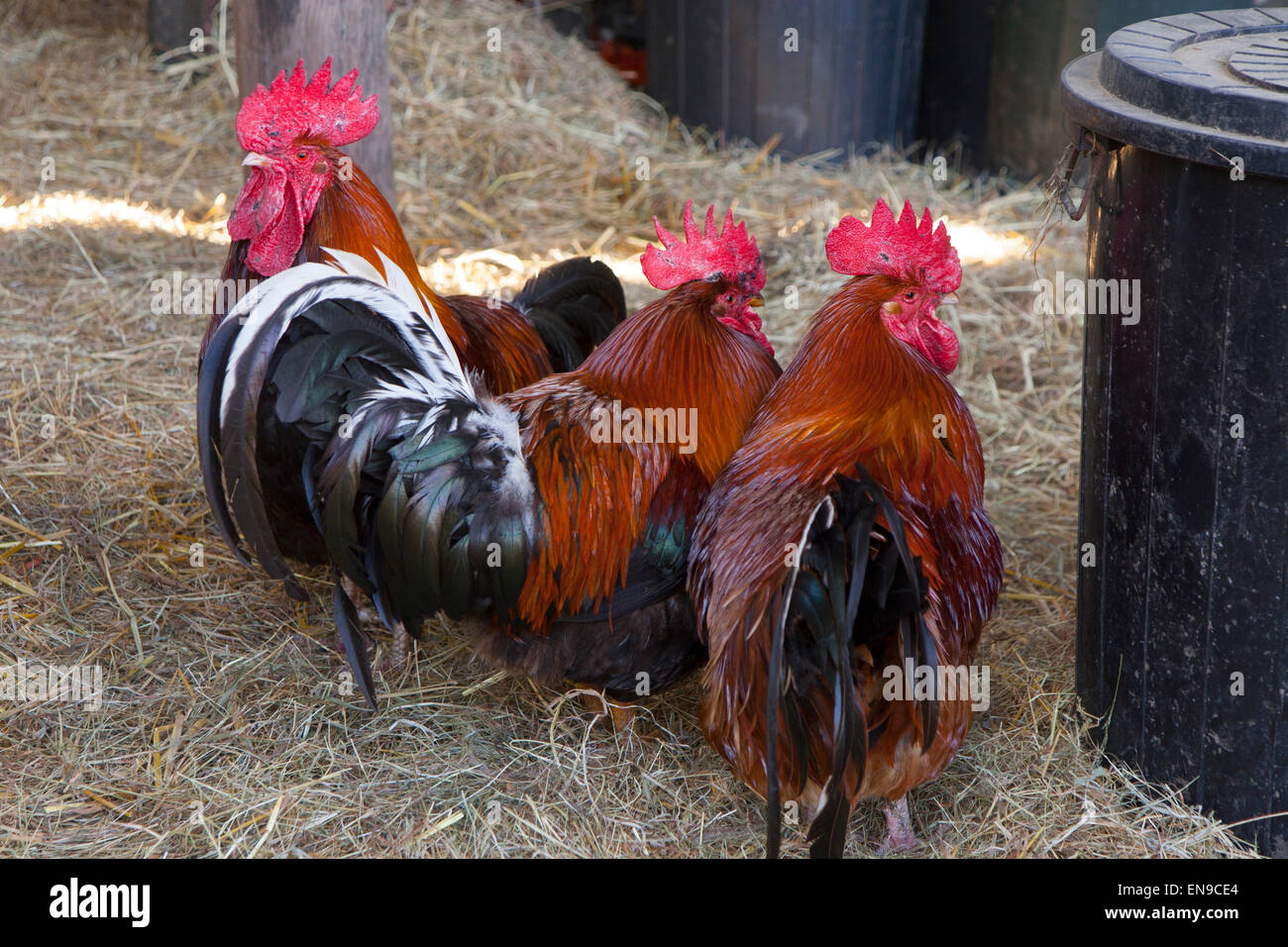 Chickens, cockerel, little,red Rooster, Rhode Island Red, Barn, English  Farm, free range, Isle of Wight, England, UK Stock Photo - Alamy