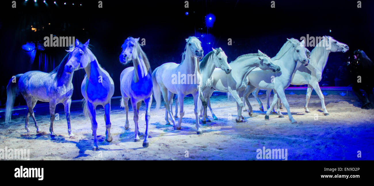 White horses in a row Stock Photo Alamy
