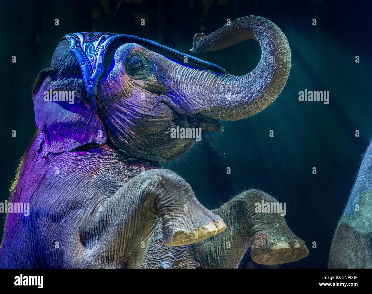 Elephant legs hires stock photography and images Alamy