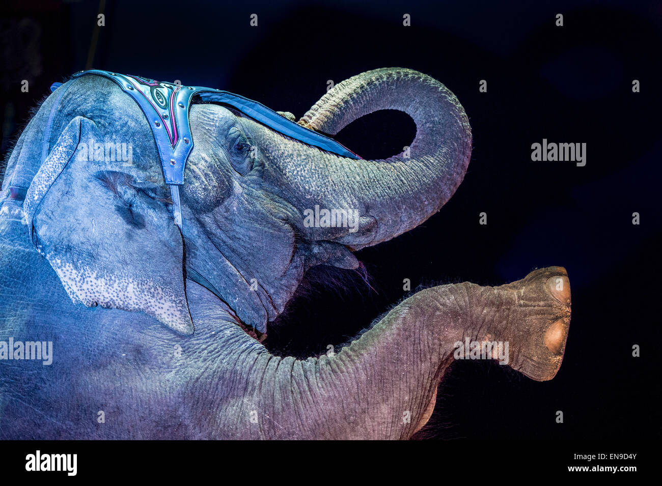 Asiatic elephant standing on hind legs Stock Photo Alamy