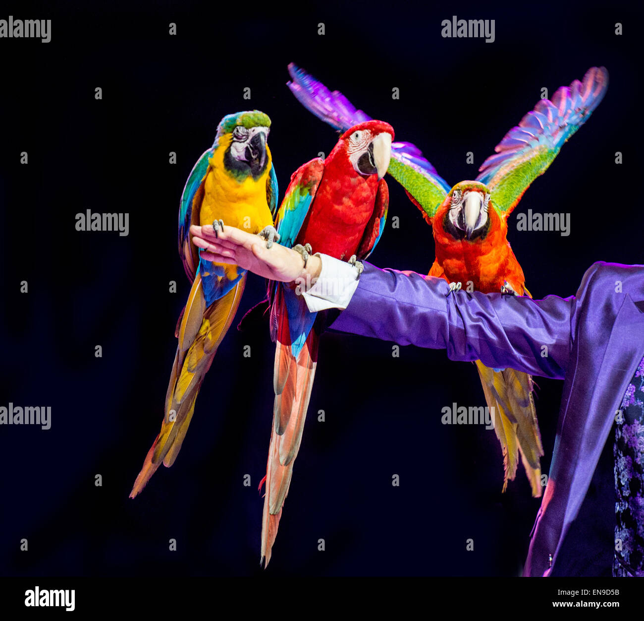 Three Macaws sitting on man's arm Stock Photo